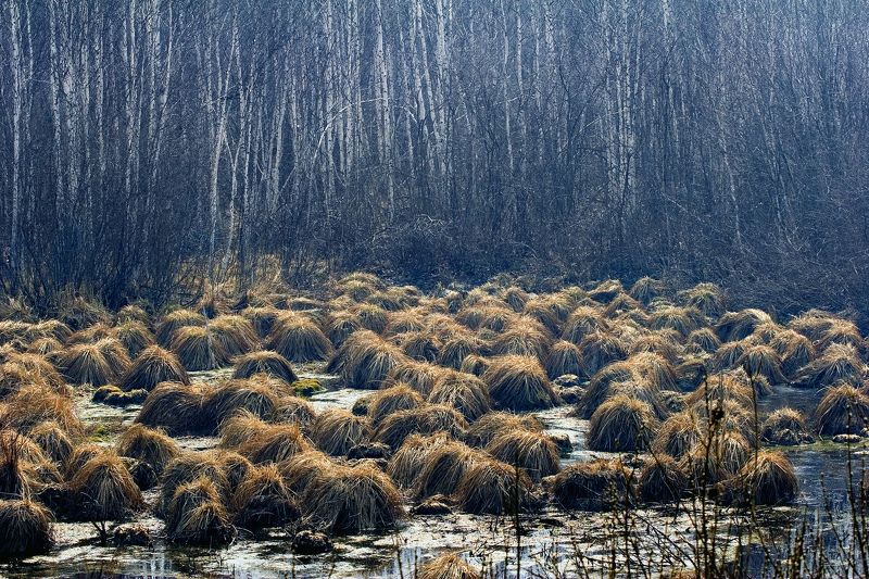 Нашествие из леса фото превью