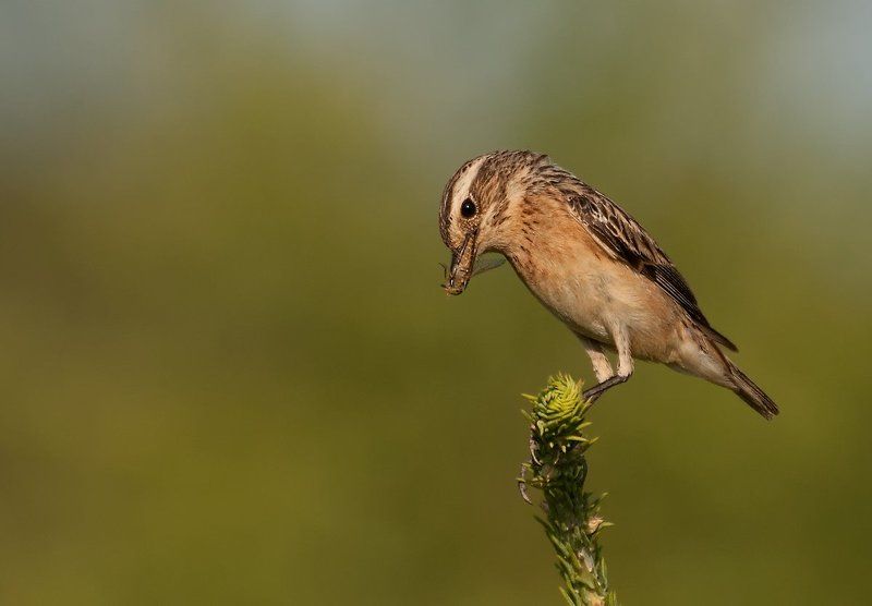 Птица, Чекан Пора перекусить фото превью