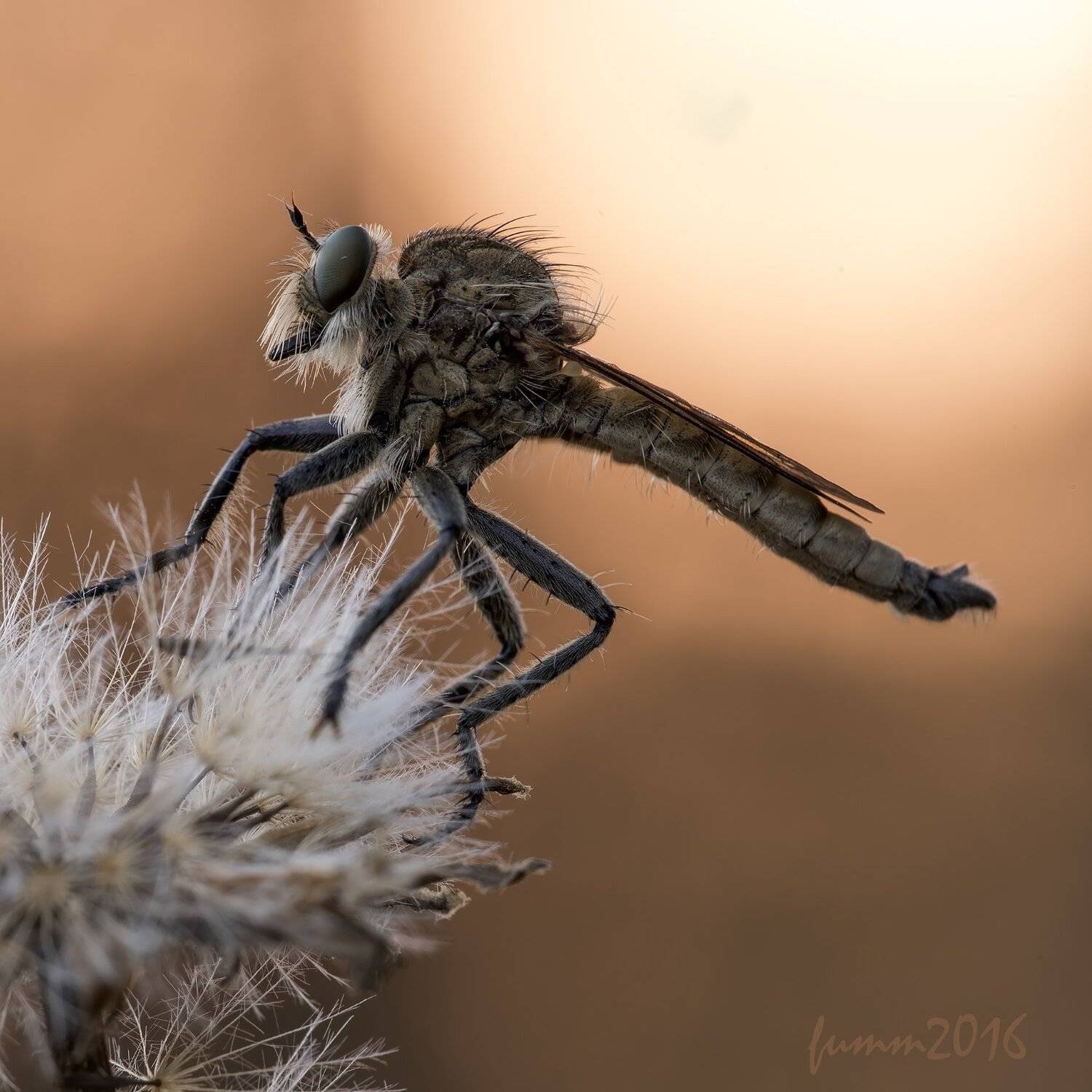 , Игорь ФУММ