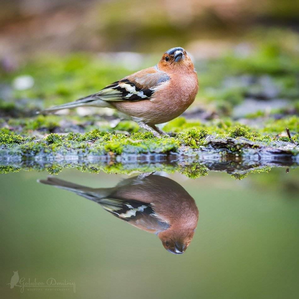 зяблик, птицы, дикая природа, вода, отражение, водопой, hawfinch, bird, reflection, wildlife, water, Голубев Дмитрий