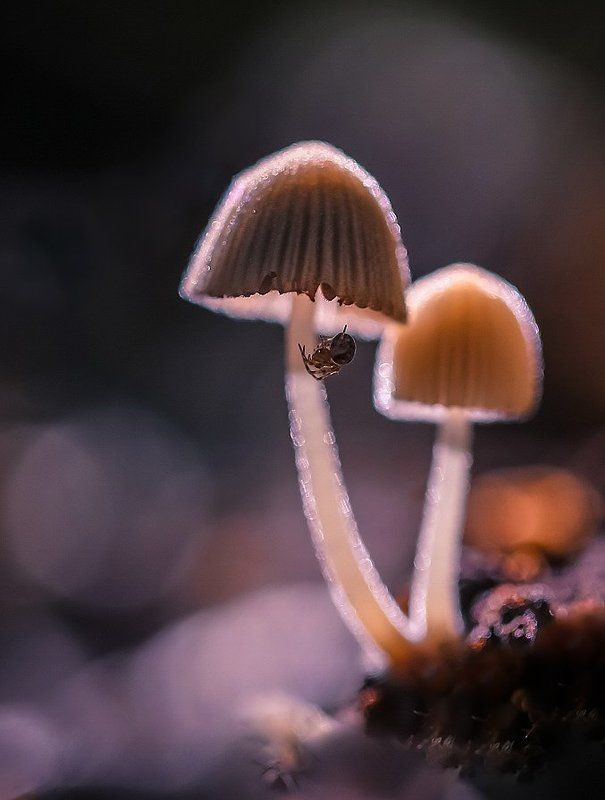 Неоновые фонарики. фото превью