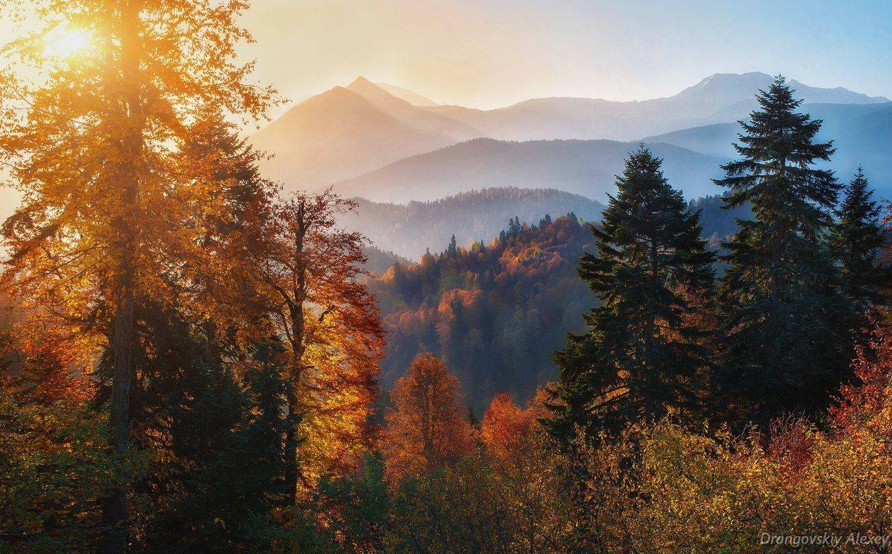 , Алексей Дранговский