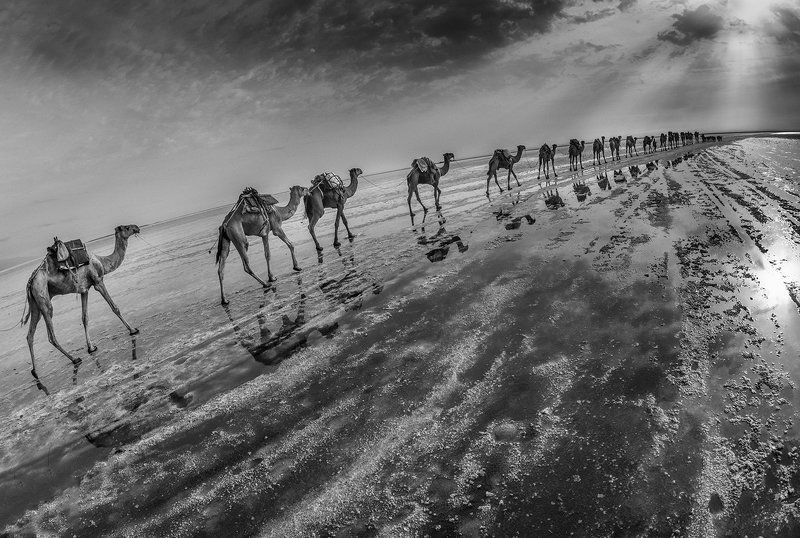 караван, соль, озеро, эфиопия, афары Караван (ч/б вариант) фото превью
