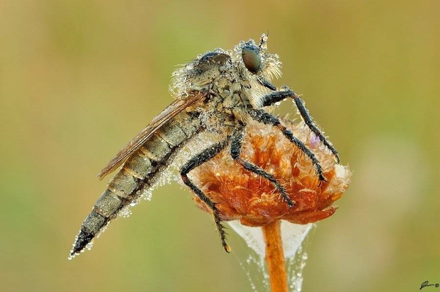 Insect, Macro, Makro, Nature, Mariusz Oparski