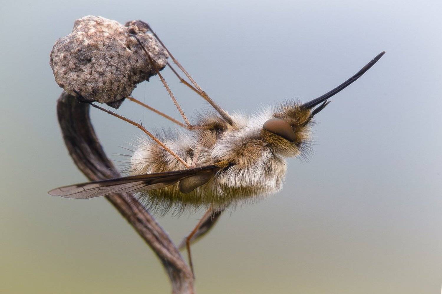 , Кузнецов Дмитрий