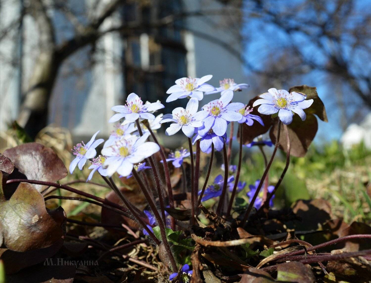 , Марина Никулина