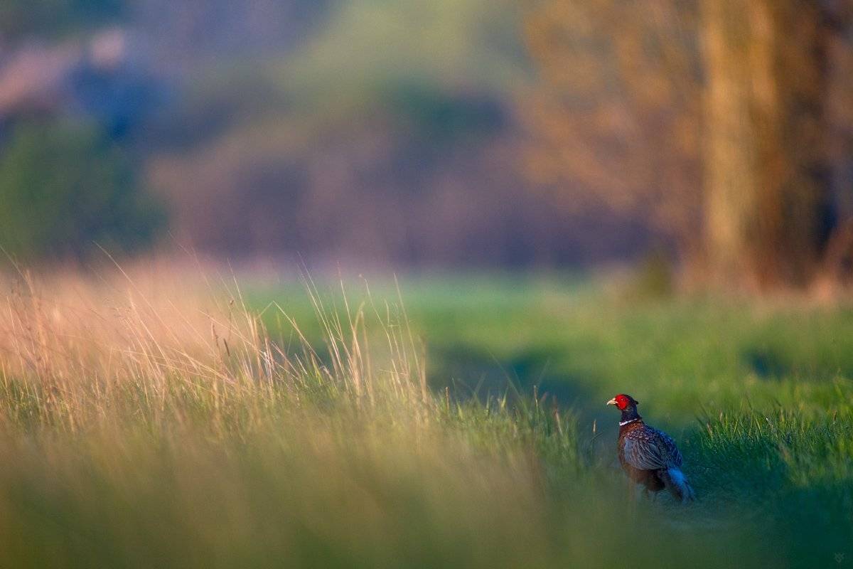 bird,wildlife,animal,common pheasant, Wojciech Grzanka