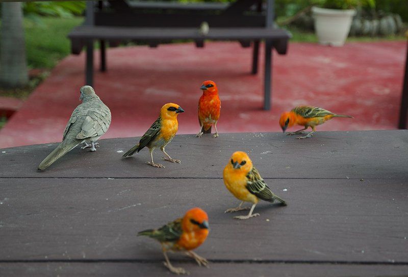 Слёт на крошки фото превью