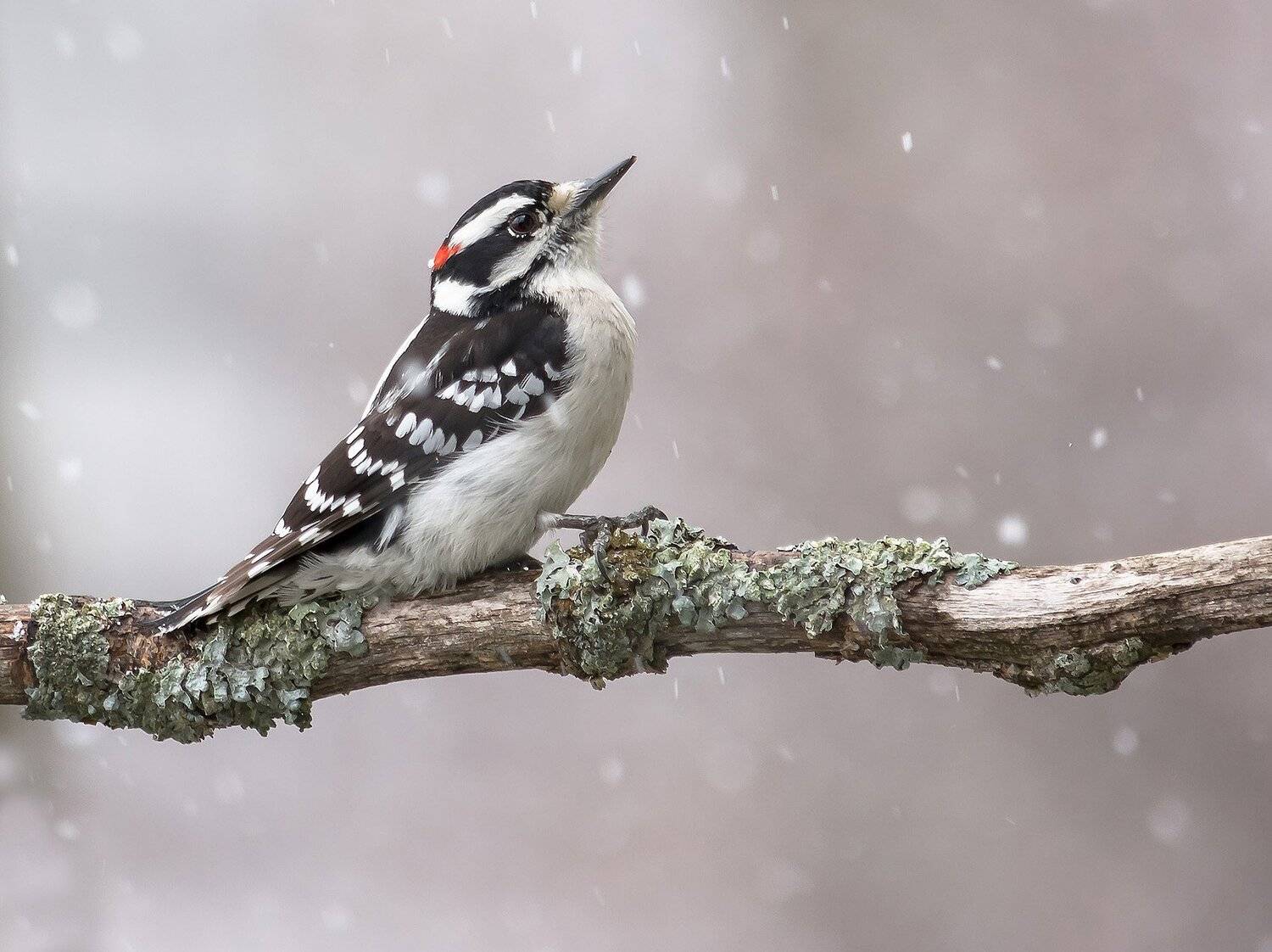 Весна, Дятел, Животные, Птицы, Фауна, Антонина