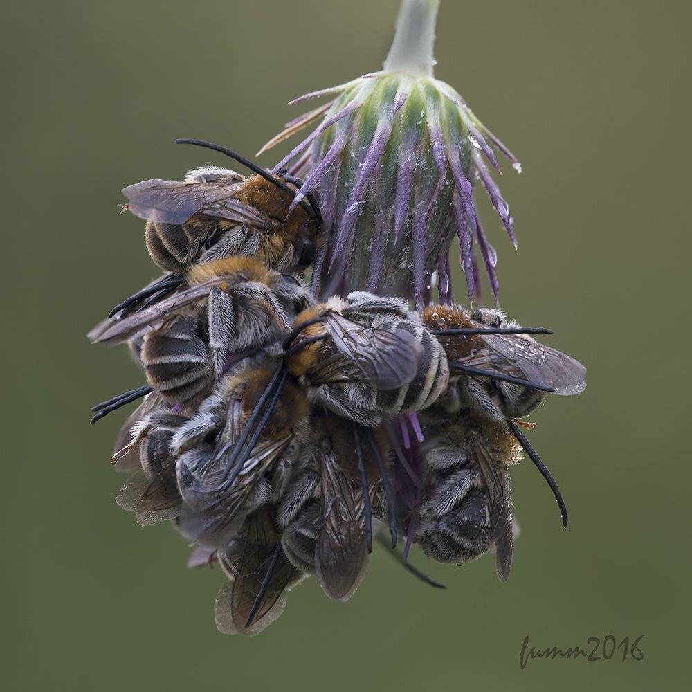 , Игорь ФУММ