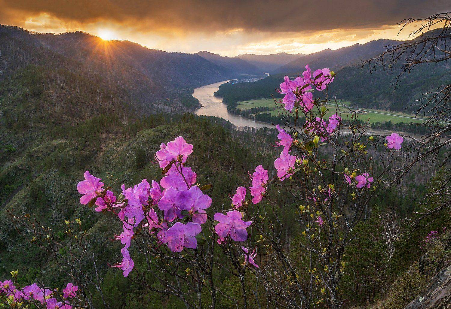 Altai, Siberia, Алтай, Весна, Катунь, Маральник, Рододендрон, Сибирь, Солнце, Павел Филатов