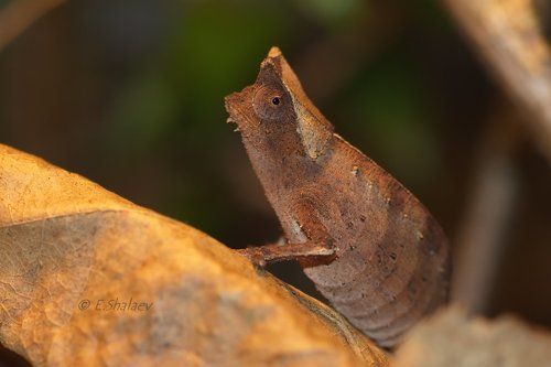 Брукезия бровастая - Brookesia superciliaris