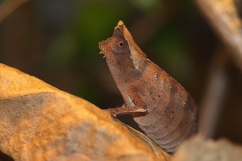 brookesia superciliaris, lizards, reptilia, брукезия бровастая, рептилии, хамелеон, ящерица Брукезия бровастая - Brookesia superciliaris фото превью