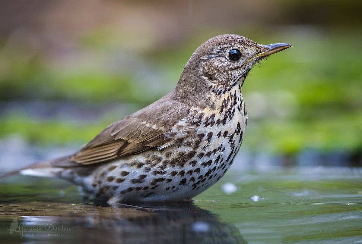 певчий дрозд, дрозд, птицы, дикая природа, купание, водопой, вода, song thrush, thrush, water, bathing, drops, wildlife, birds, Голубев Дмитрий