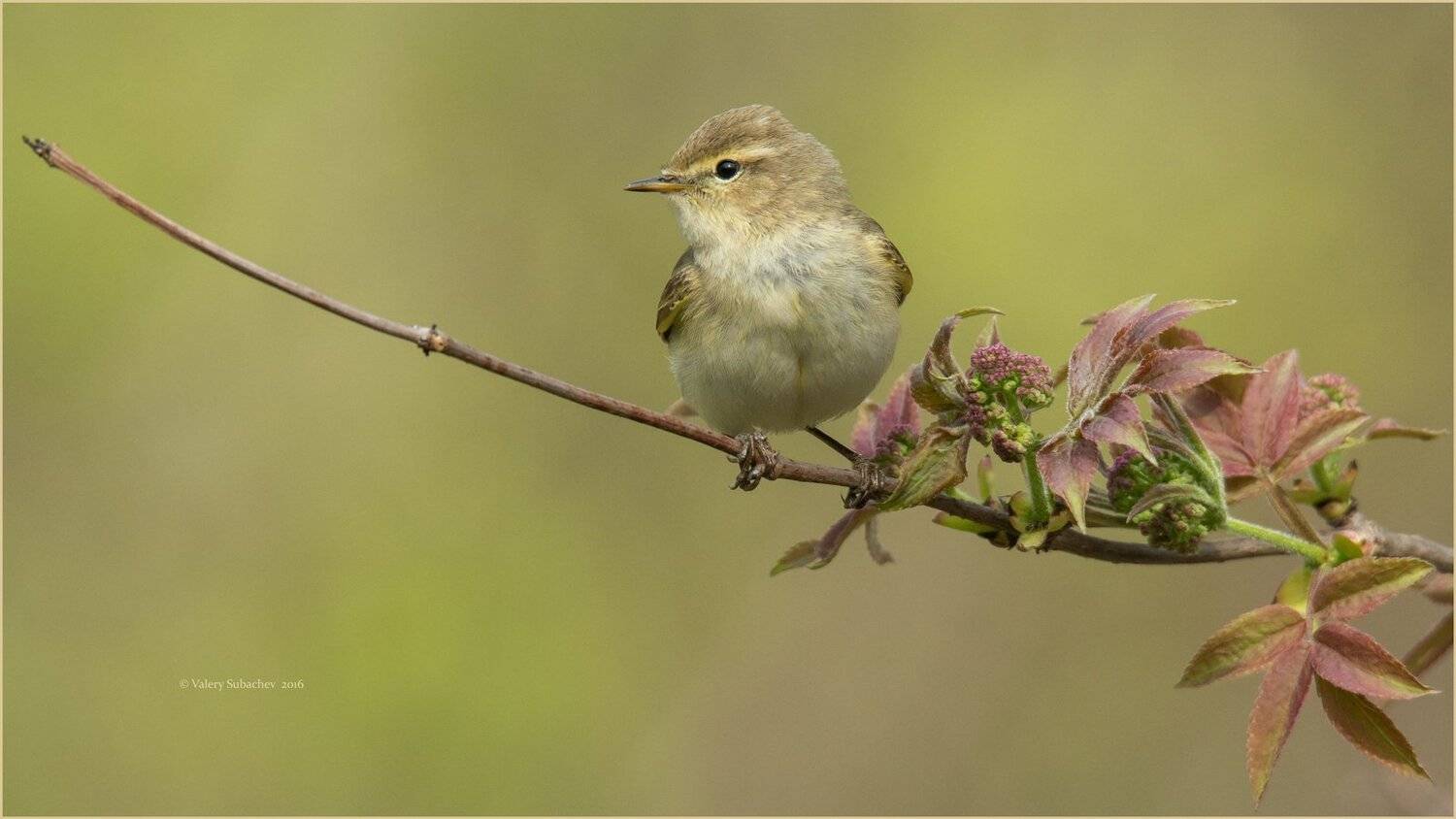 , Валерий Субачев