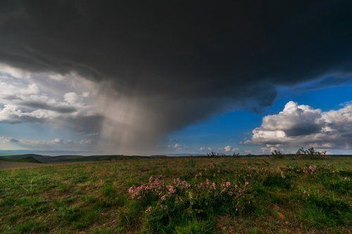 Пейзаж с дикой вишней