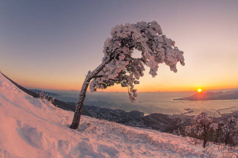 Одинокие сосны фото превью