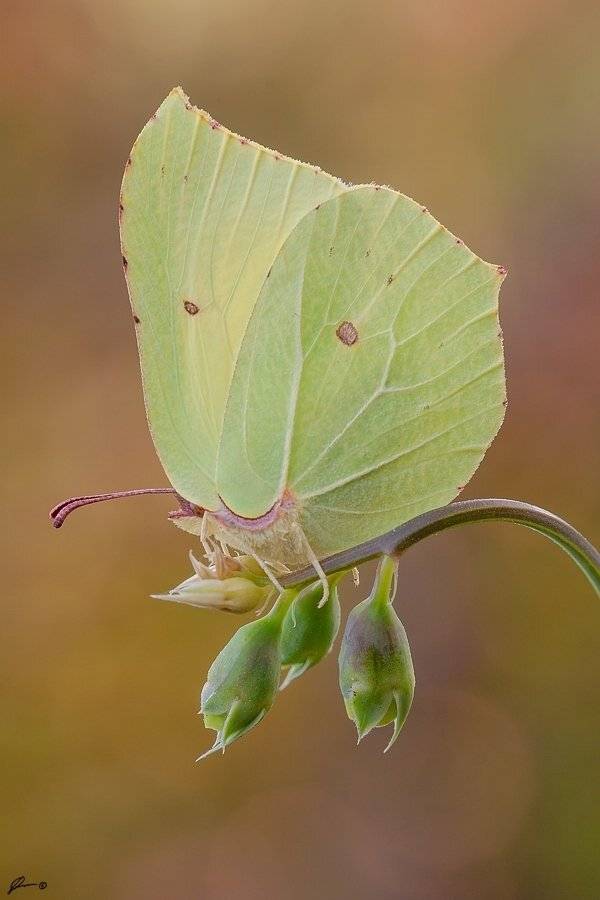 Butterfly, Insect, Macro, Makro, Nature, Mariusz Oparski