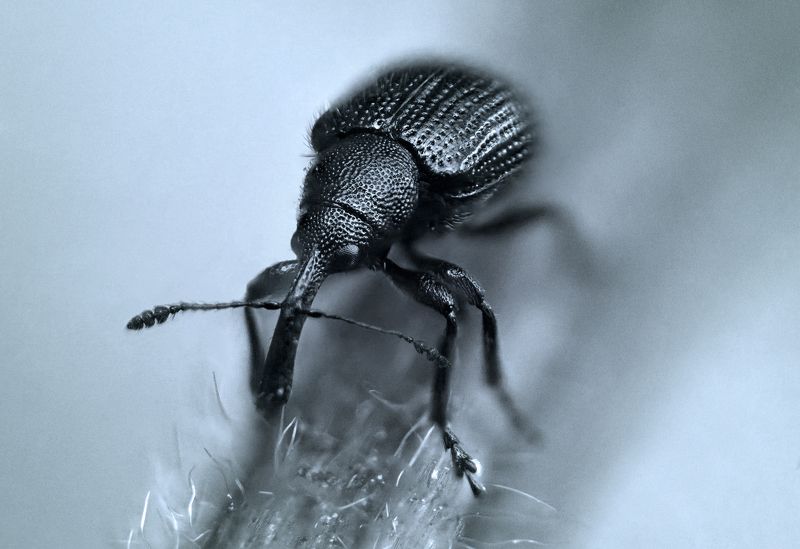 Балансируя усами фото превью