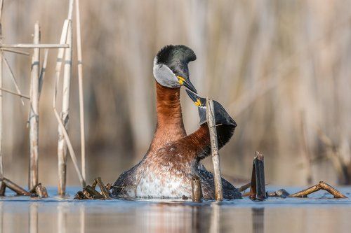 Red-necked Grebe