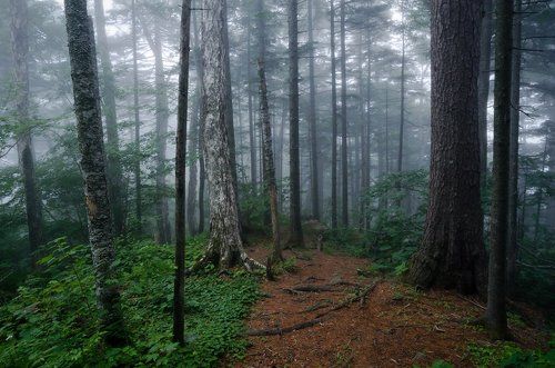 ...там леший бродит