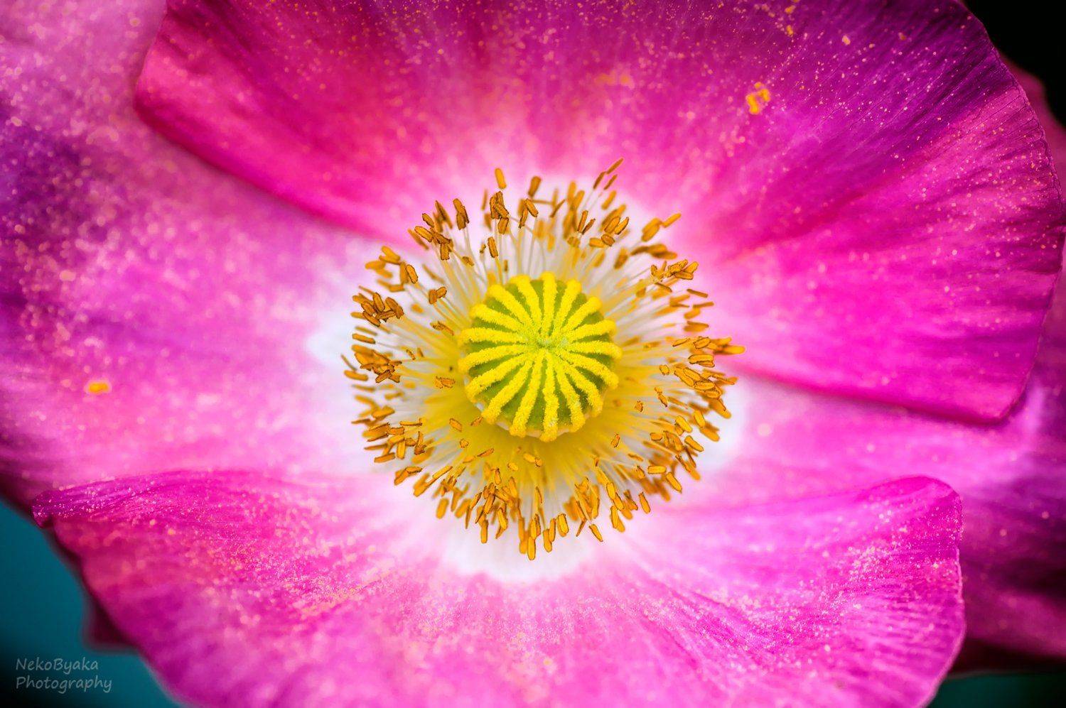 мак, цветы, природа, лето, summer, flowers, nature, poppy, macro, макро, Тараненко Анжелика