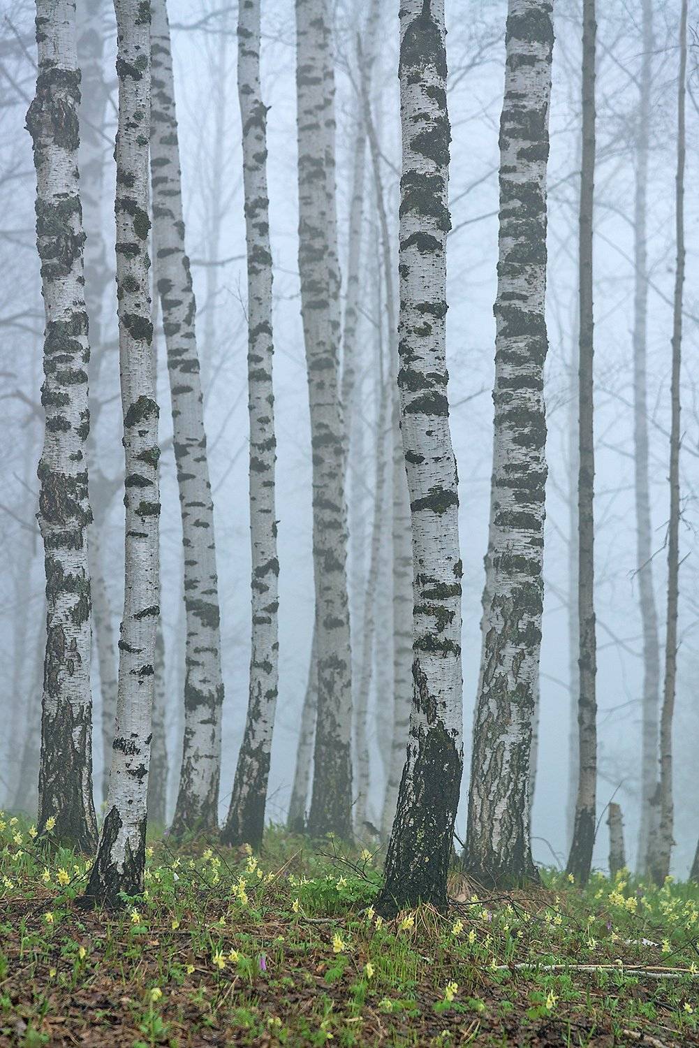 altai, altai krai, алтай, алтайский край, апрель, березы, весна, сибирь, Павел Филатов