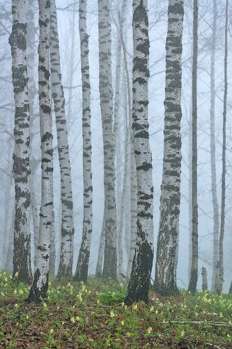 Березовый туман