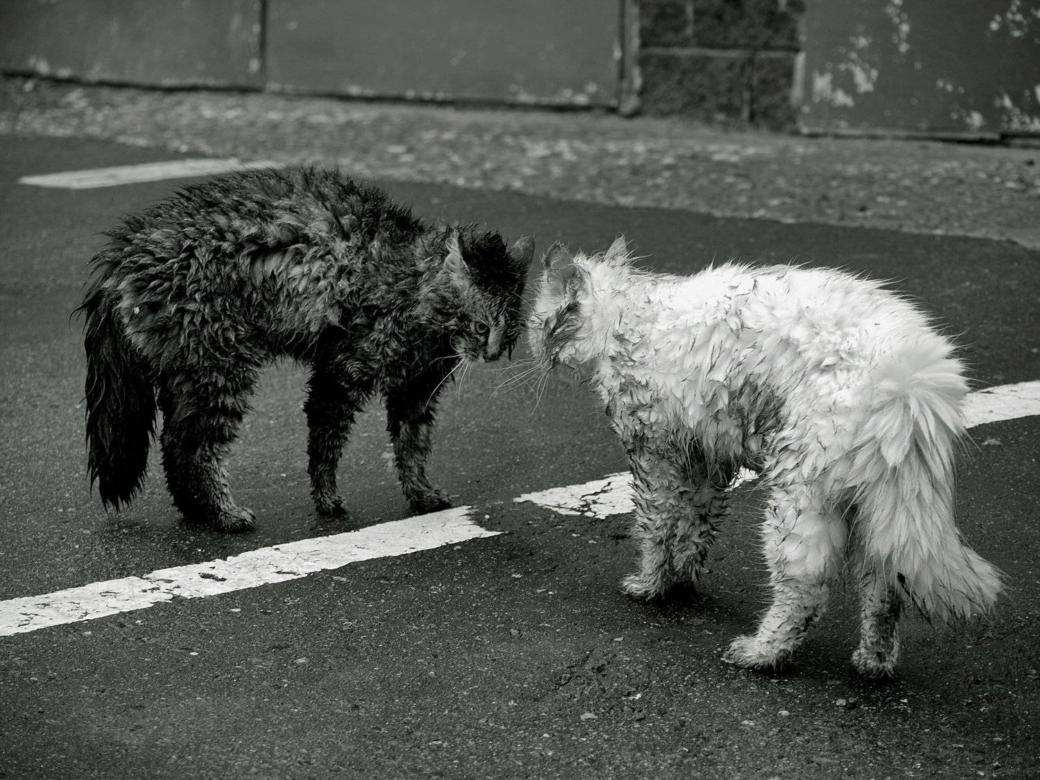 , Турков Евгений