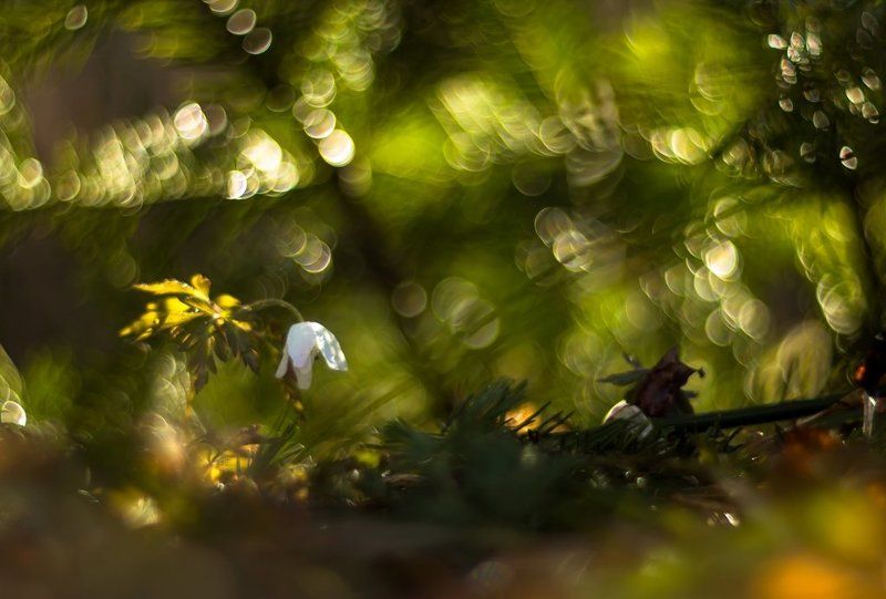 На весенней полянке. фото превью