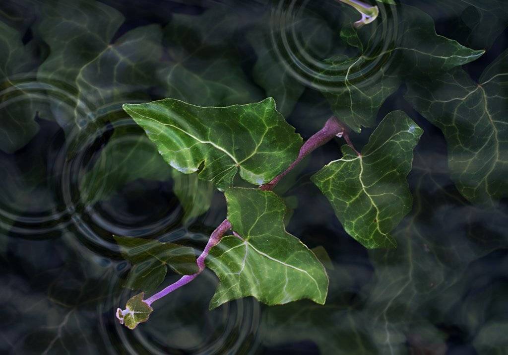 прохлада, Maria V. Gorskaya