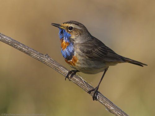 Bluethroat.