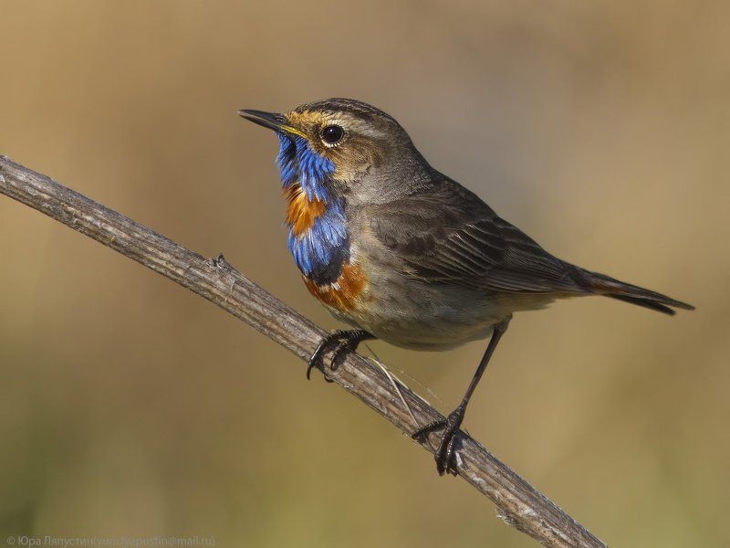 Варакушка Bluethroat. фото превью