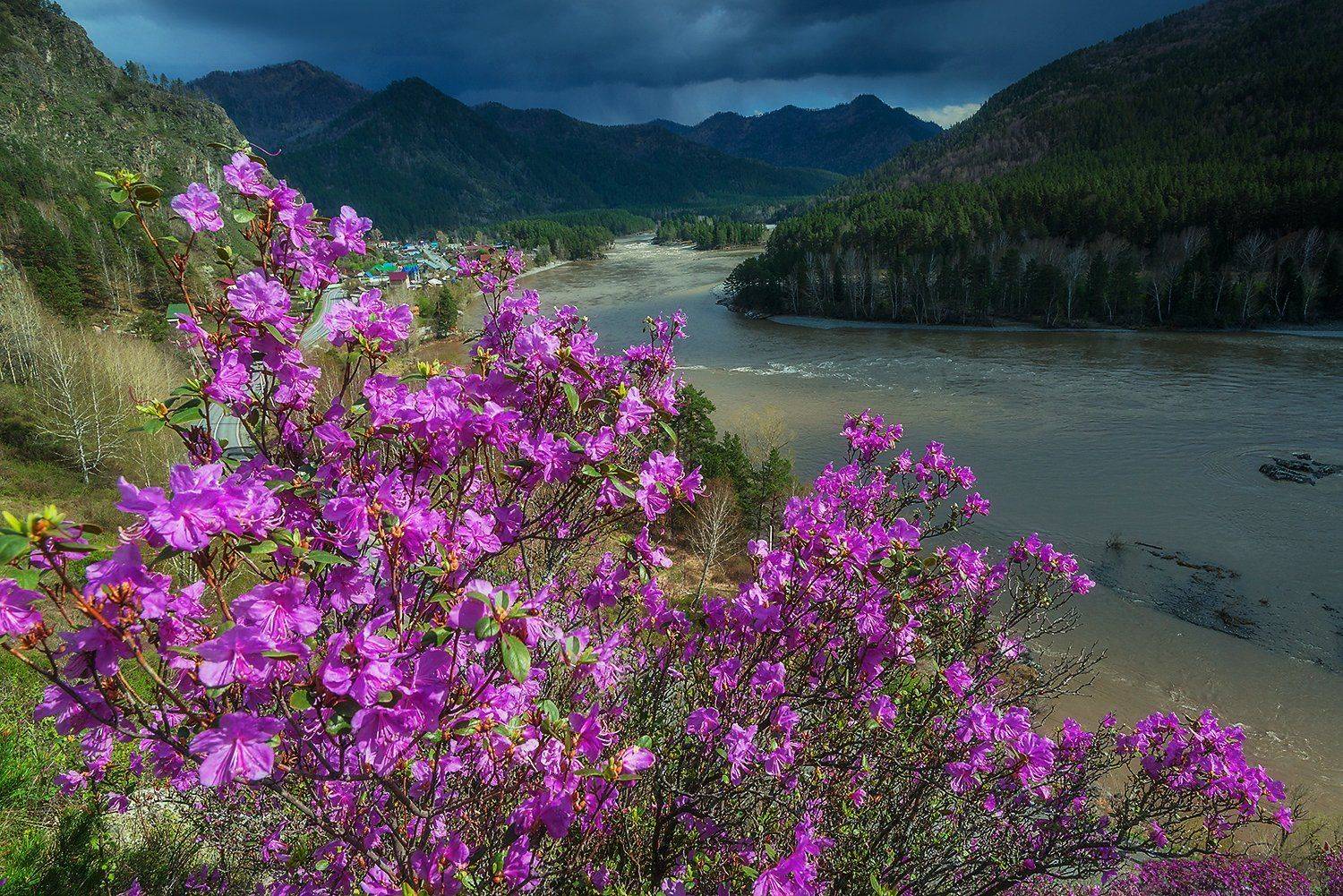 altai, siberia, алтай, апрель, весна, катунь, маральник, сибирь, Павел Филатов