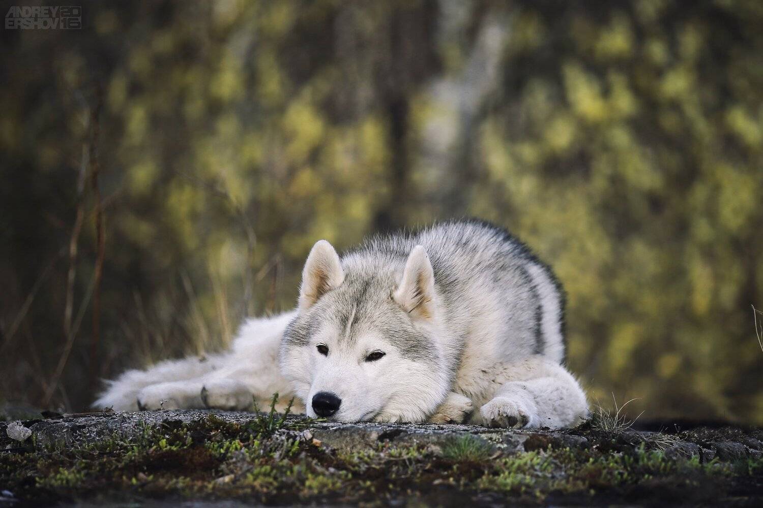 , Андрей Ершов