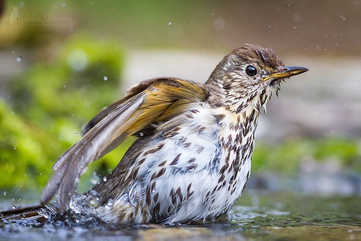 певчий дрозд, дрозд, птицы, дикая природа, купание, водопой, вода, song thrush, thrush, water, bathing, drops, wildlife, birds, Голубев Дмитрий