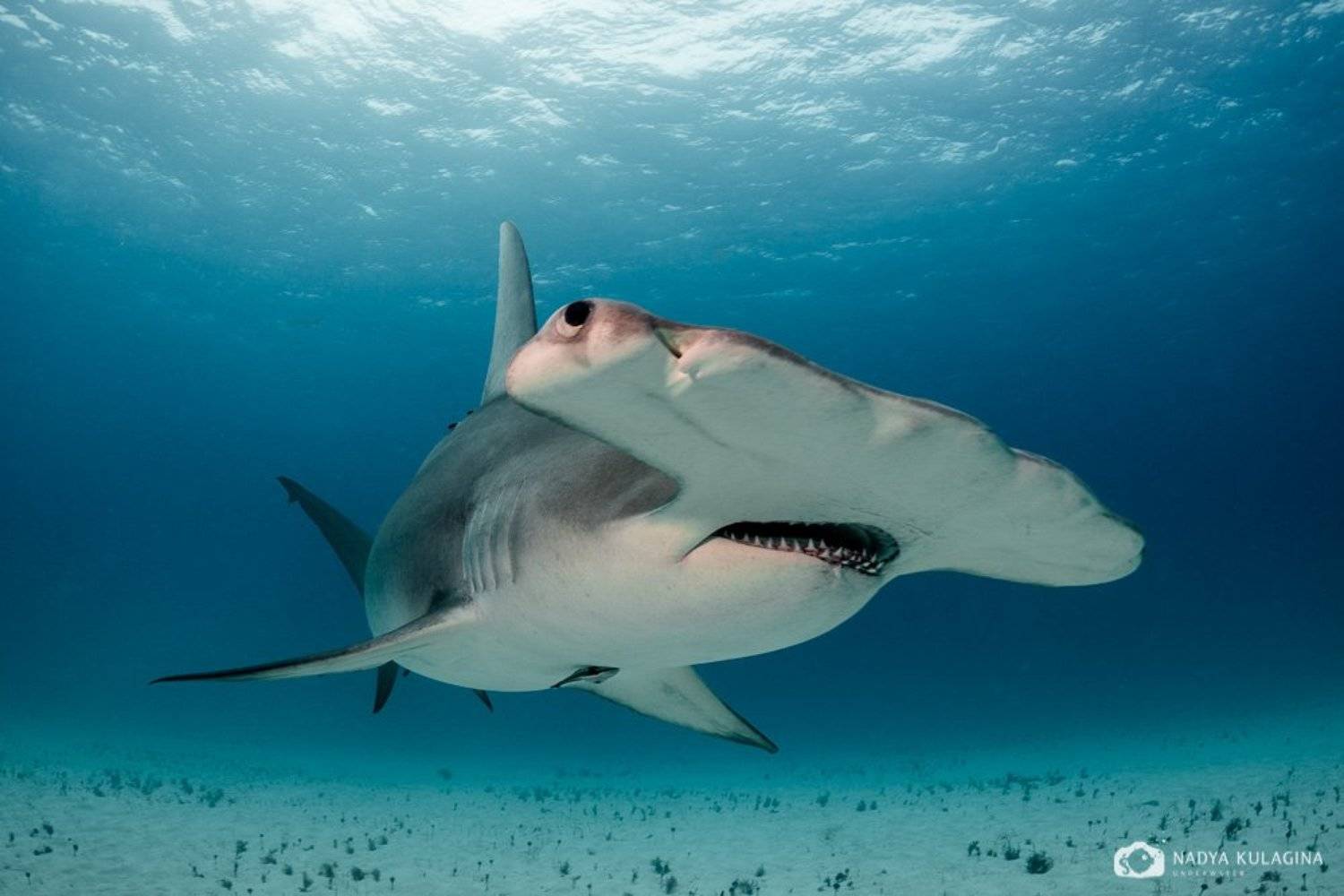 underwater, hammerhead, great hammerhead, shark, close-up, Nadya Kulagina