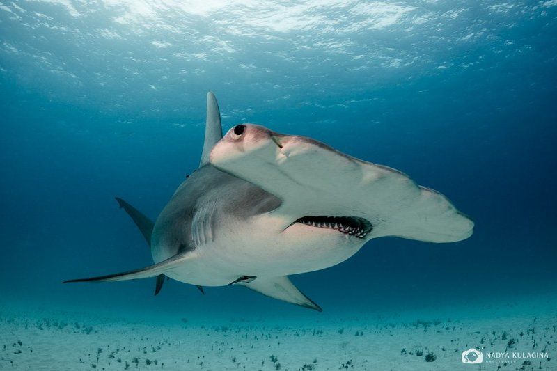 underwater, hammerhead, great hammerhead, shark, close-up Молоточки фото превью
