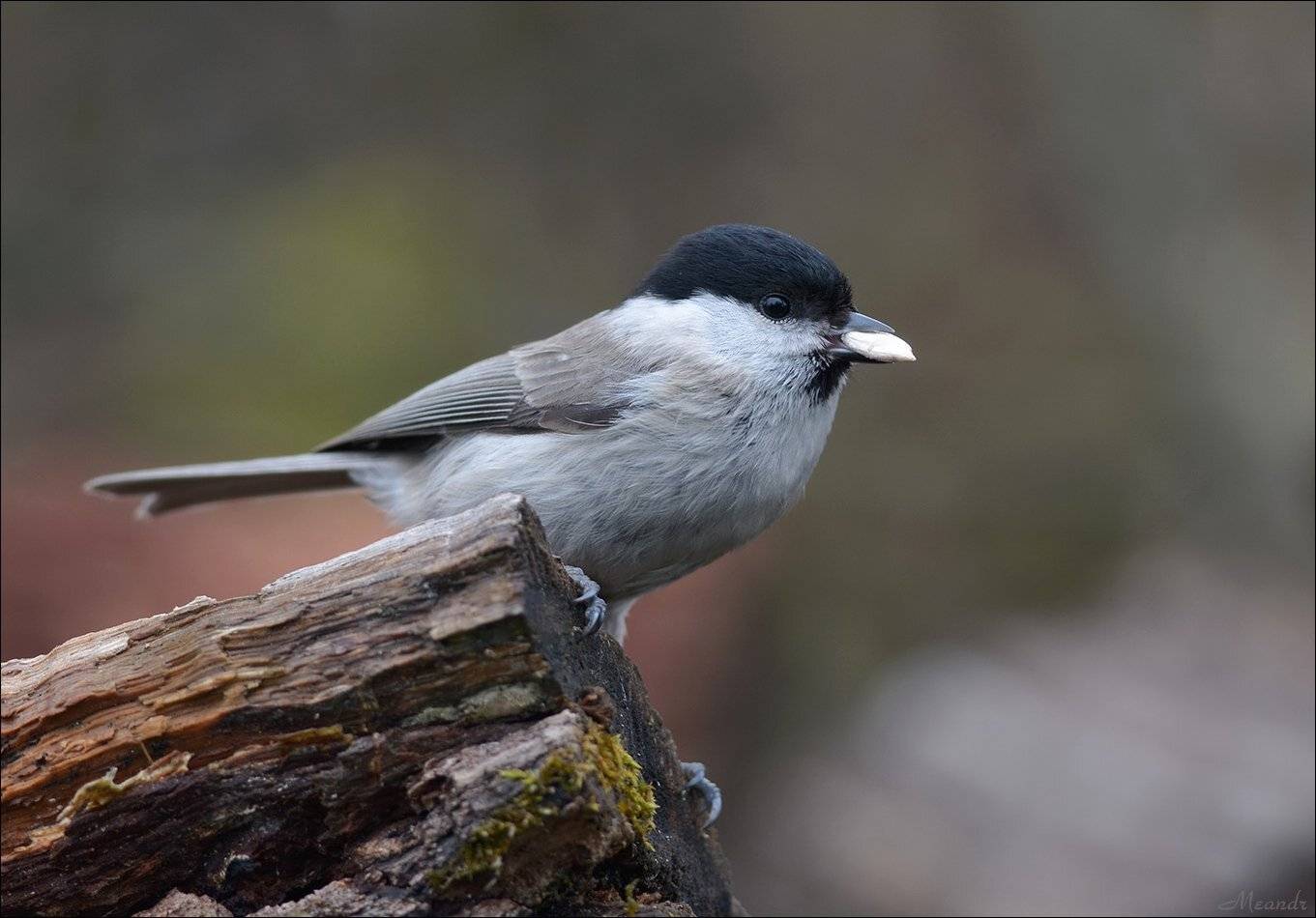 гаичка, Андрей Медведев