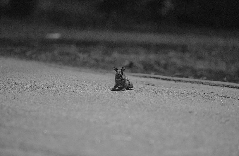 Жизнь, Заяц, Новорожденный, Природа новорожденный... фото превью