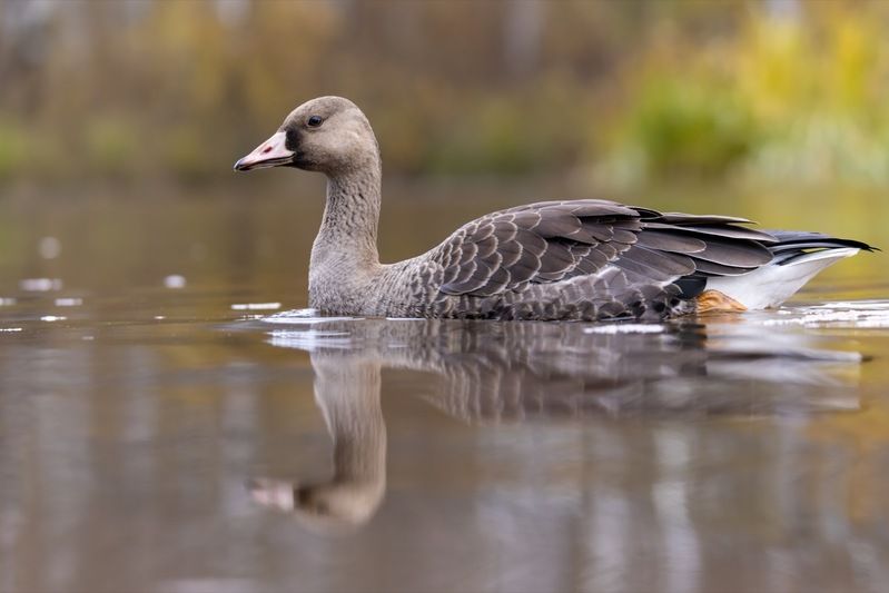 гусь, белолобый гусь, птицы Гусенок фото превью