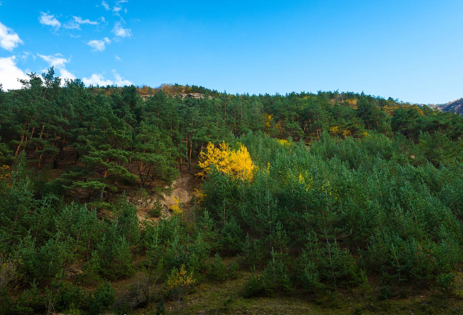 , Табуев Батраз