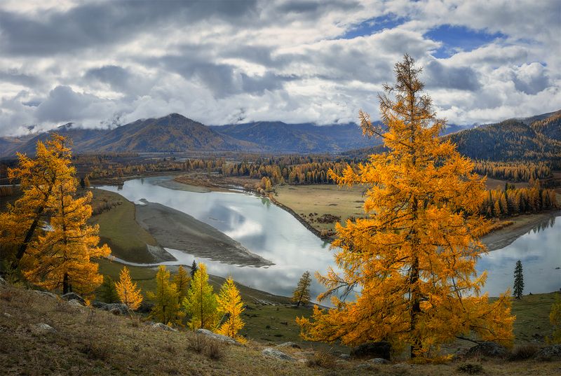 алтай, река, лиственницы, осень, облака Облачный день. фото превью