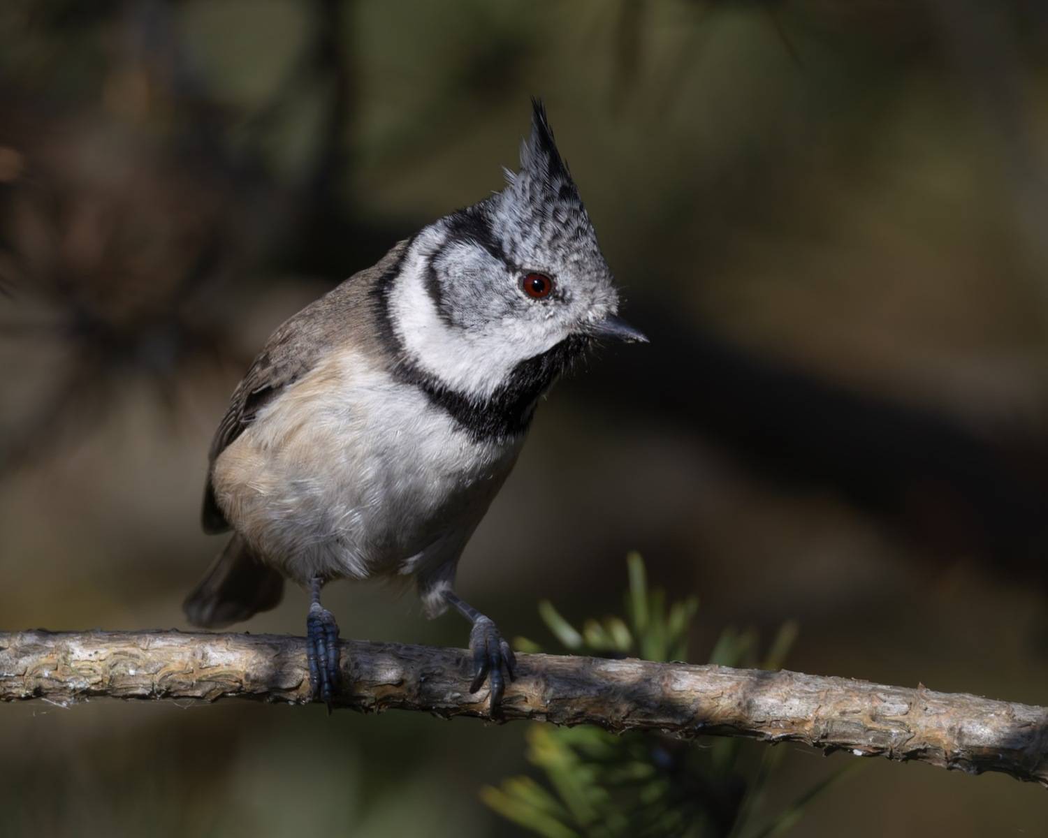гренадерка, хохлатая синица, синица, птицы, Ruslan Pl