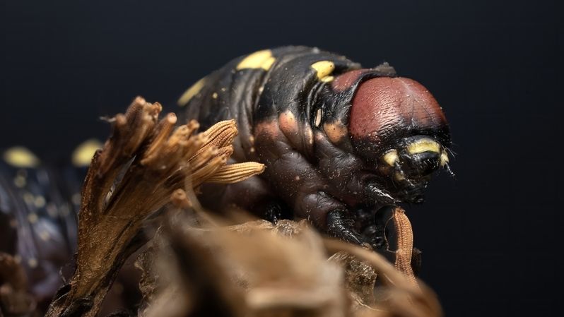 Бражник подмаренниковый фото превью