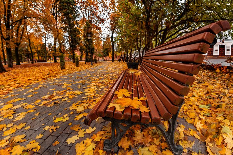 Желтая аллея фото превью