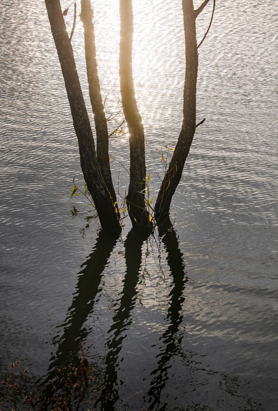 лебедянский район, липецкая область, вода, отражение, осень, осенний, берёза, осина, закат, пруд, озеро, Осень на пруду фото превью