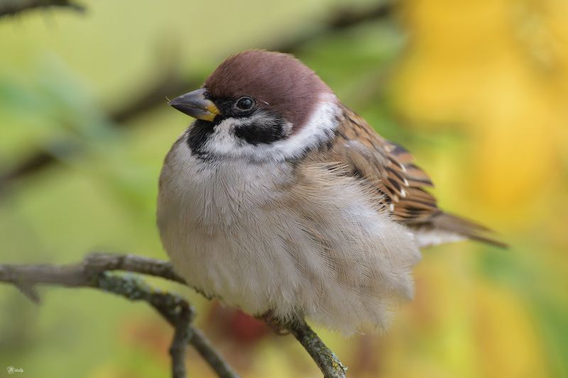 Воробейчик фото превью