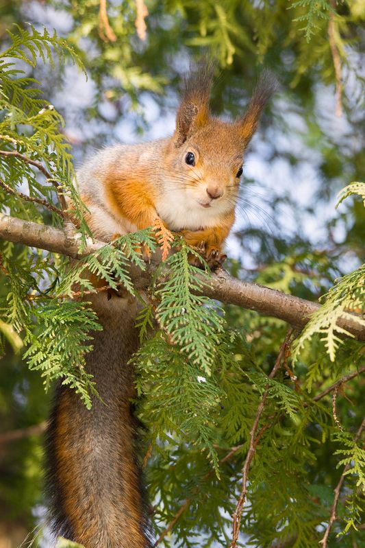Семки есть? фото превью