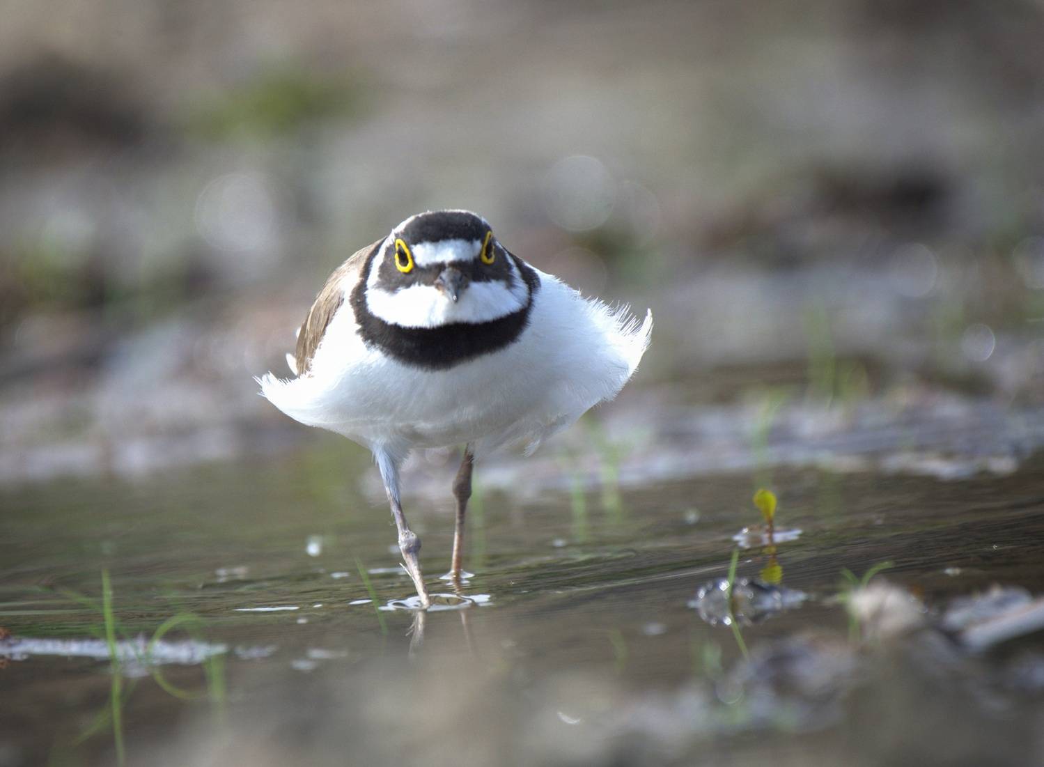 , Герчев Николай
